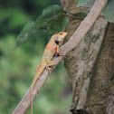 Green Lizard