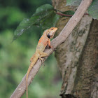 Green Lizard