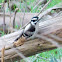 Downy Woodpecker