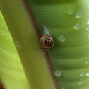 Snail