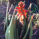 Aloe cryptopoda