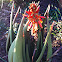 Aloe cryptopoda