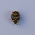 Escarabajo de la Alfombra