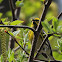 Townsend's Warbler