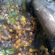 Mushrooms