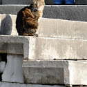 Feral cat