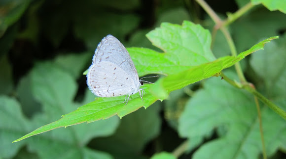 Spotting Image 1