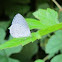 Spring Azure Butterfly