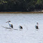 Australian Pelicans