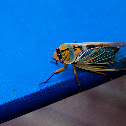 cicada