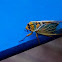 cicada