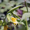 Bellwort