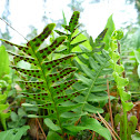 Fern