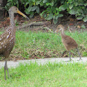 Limpkin