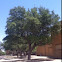 Texas life oak