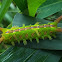 Nettle Caterpillar