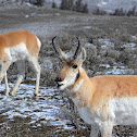Pronghorn antelope