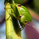 stink bug
