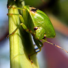 stink bug