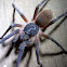 Tarantula