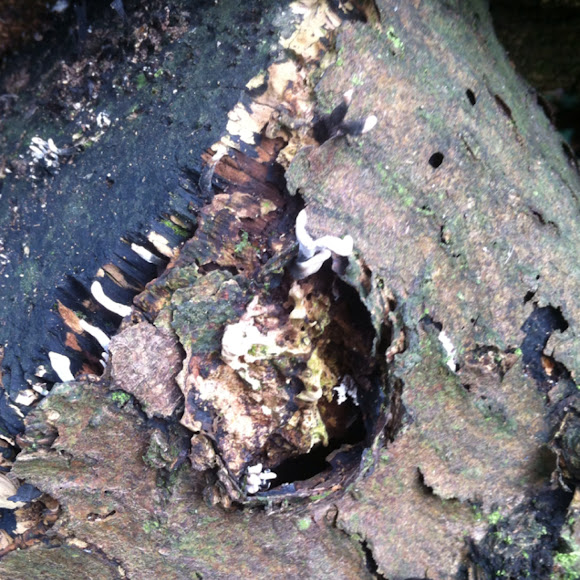 Spotting Image 1