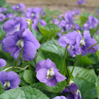 Violets