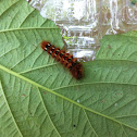 Knotgrass Moth