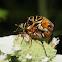Delta flower scarab (mating pair)