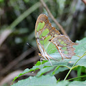 Malachite