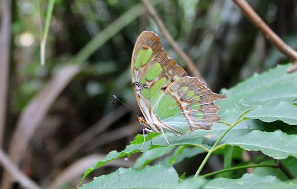 Spotting Image 1