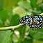 Dark Blue Tiger