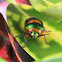 Green Jewel Bug