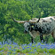 Texas Longhorn