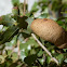 Oak Apple Gall