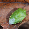 Green Stink Bug