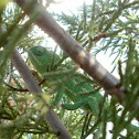 Common Chameleon - Juvenile