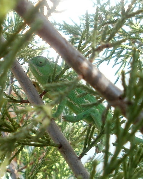 Spotting Image 1