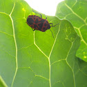 Ornate Shield Bug
