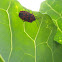 Ornate Shield Bug