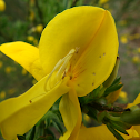 Common Broom