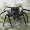 Jumper Spider