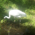 Whooping Crane
