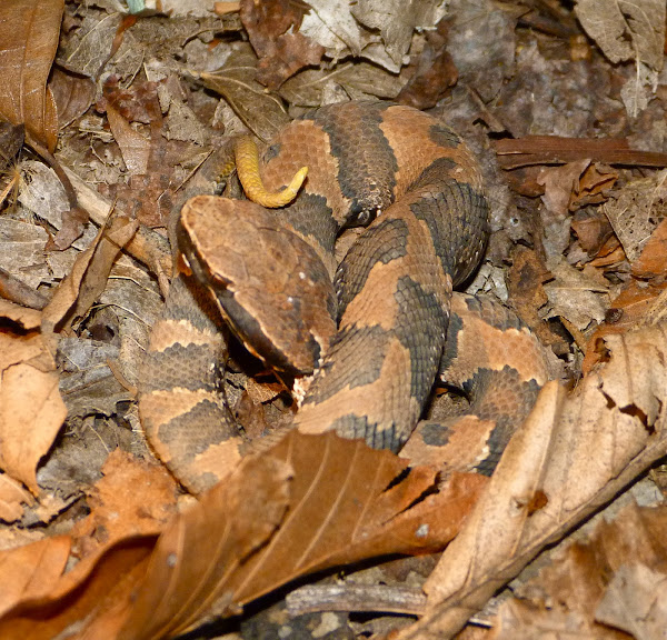 Cottonmouth (juvenile) Project Noah