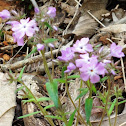 Smooth phlox