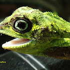 Philippine Flying Dragon