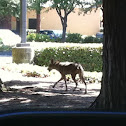 Coyote