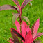 Red Dracaena