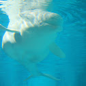 Beluga whale