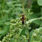 Great Golden Digger Wasp