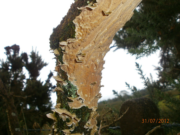 Spotting Image 1